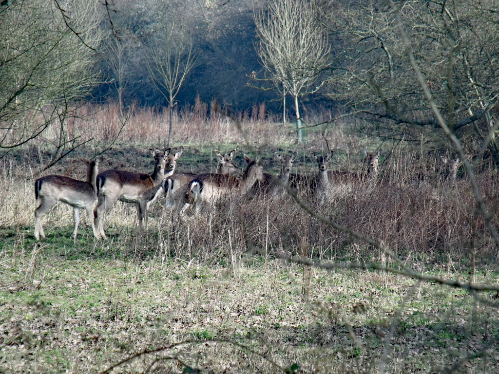 Rewilding at Knepp Estate: The Difficult Balance - Rottingdean Whiteway ...